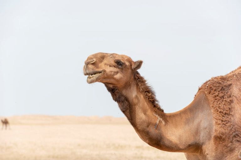 Devenin Özellikleri Nelerdir? camel characteristics